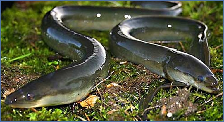 European Ell is a flagship species of the Skadar lake